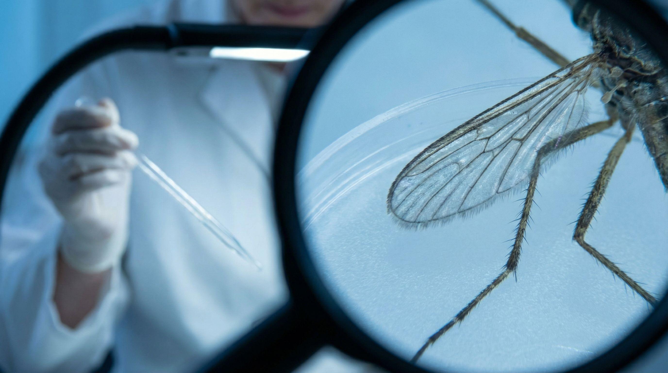 Basel Study Confirms No Tropical Virus Risk from Local Mosquitoes