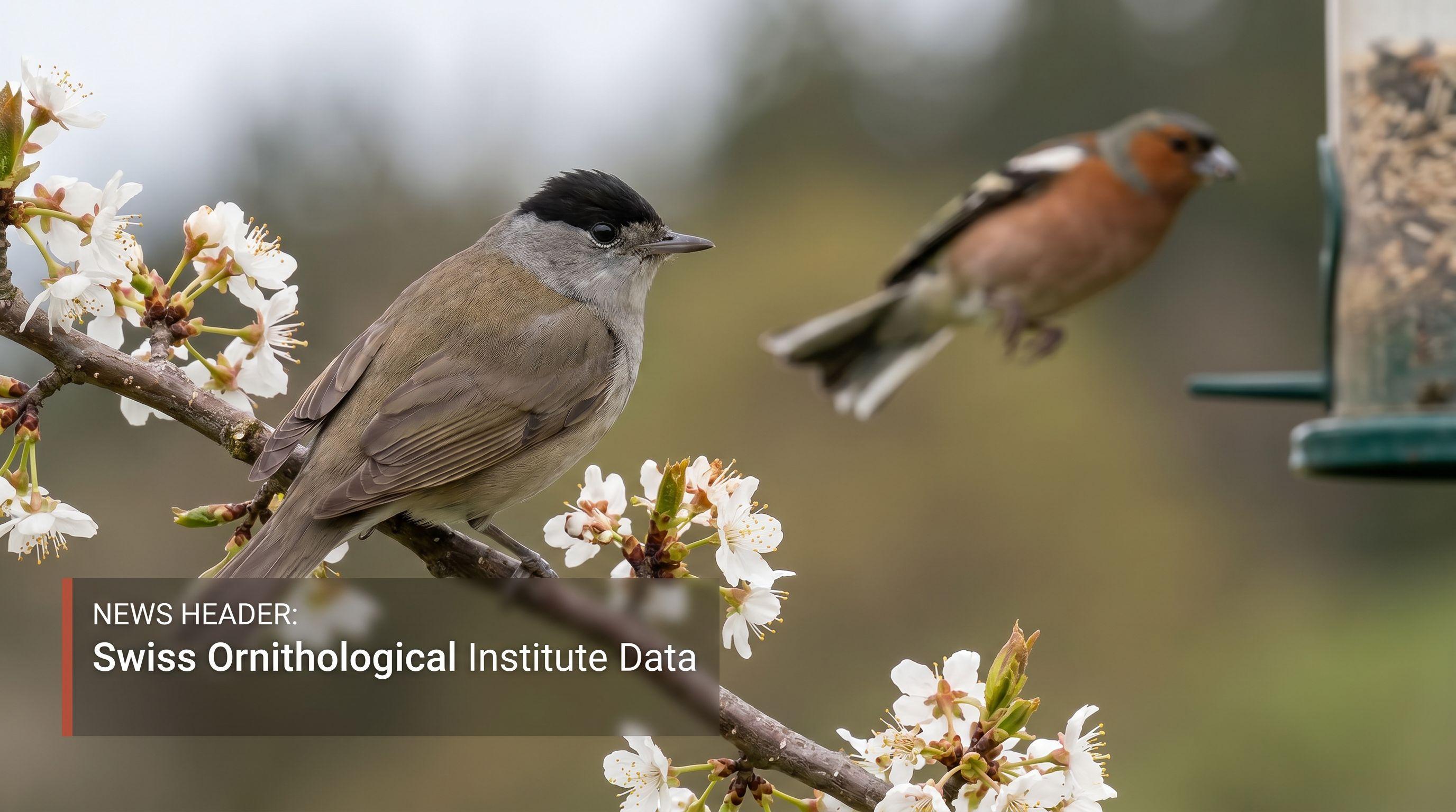 Blackcap Dethrones Chaffinch as Switzerland's Most Common Bird