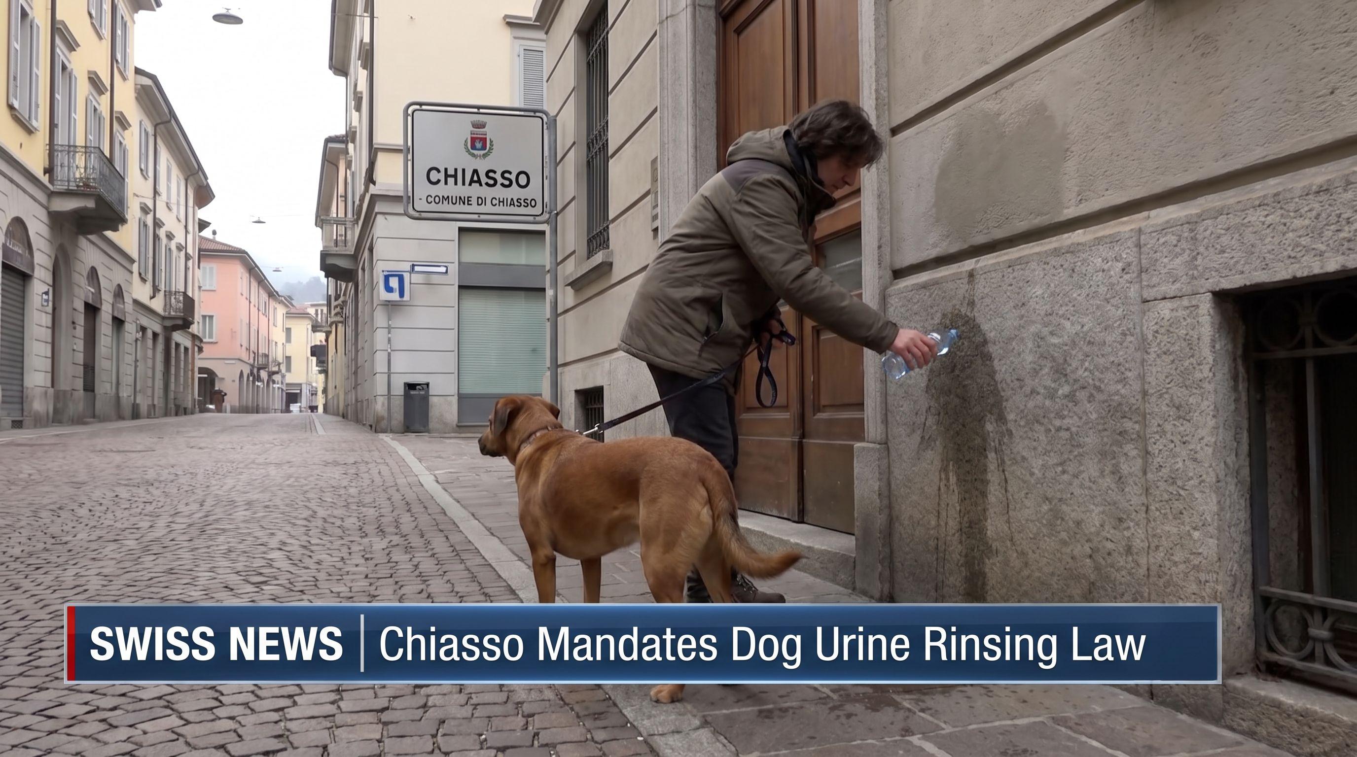 Chiasso Becomes First Swiss Town to Mandate Rinsing Dog Urine