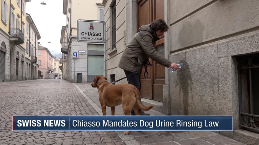 Chiasso Becomes First Swiss Town to Mandate Rinsing Dog Urine