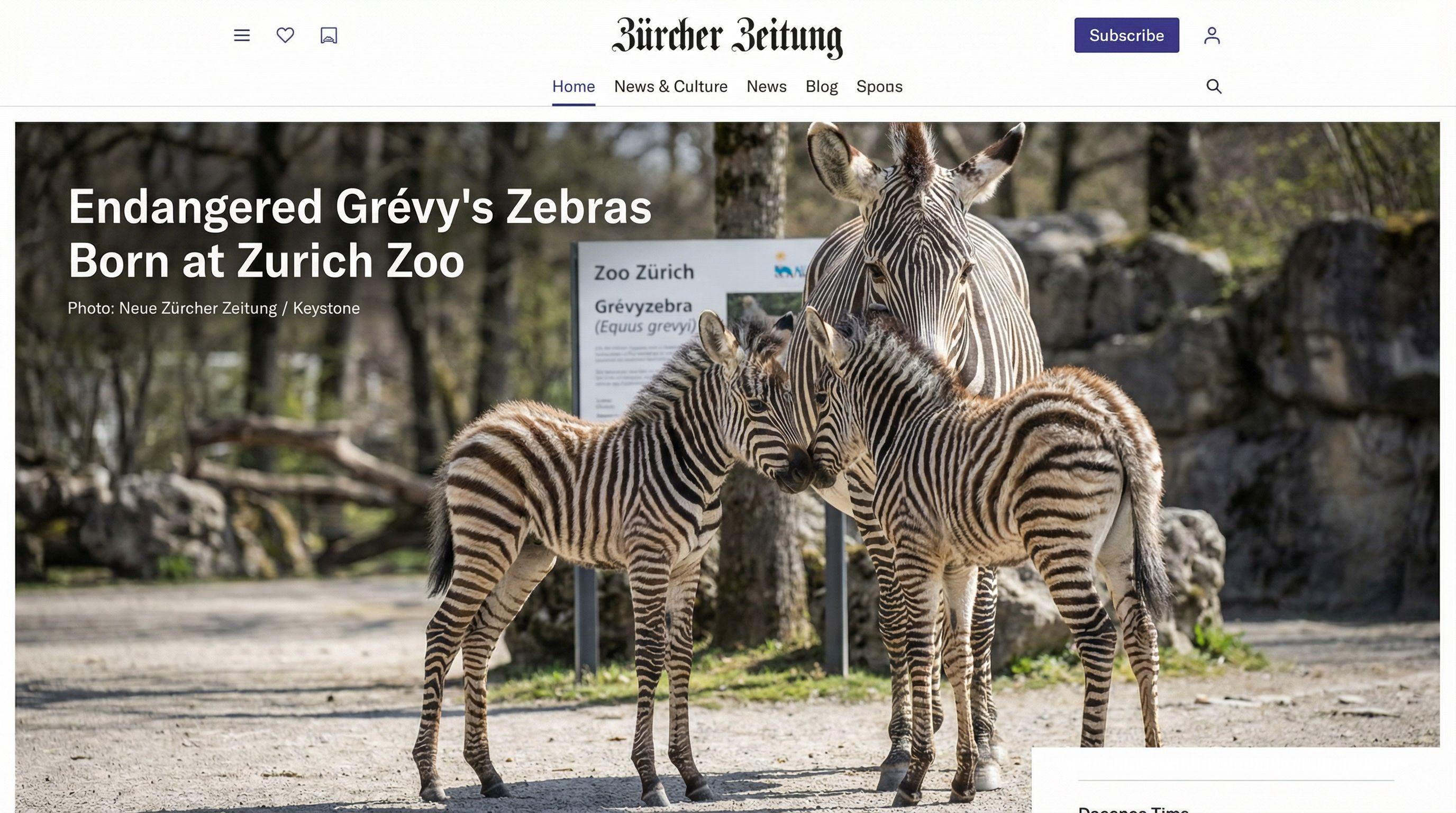 Endangered Grévy's Zebras Born at Zurich Zoo