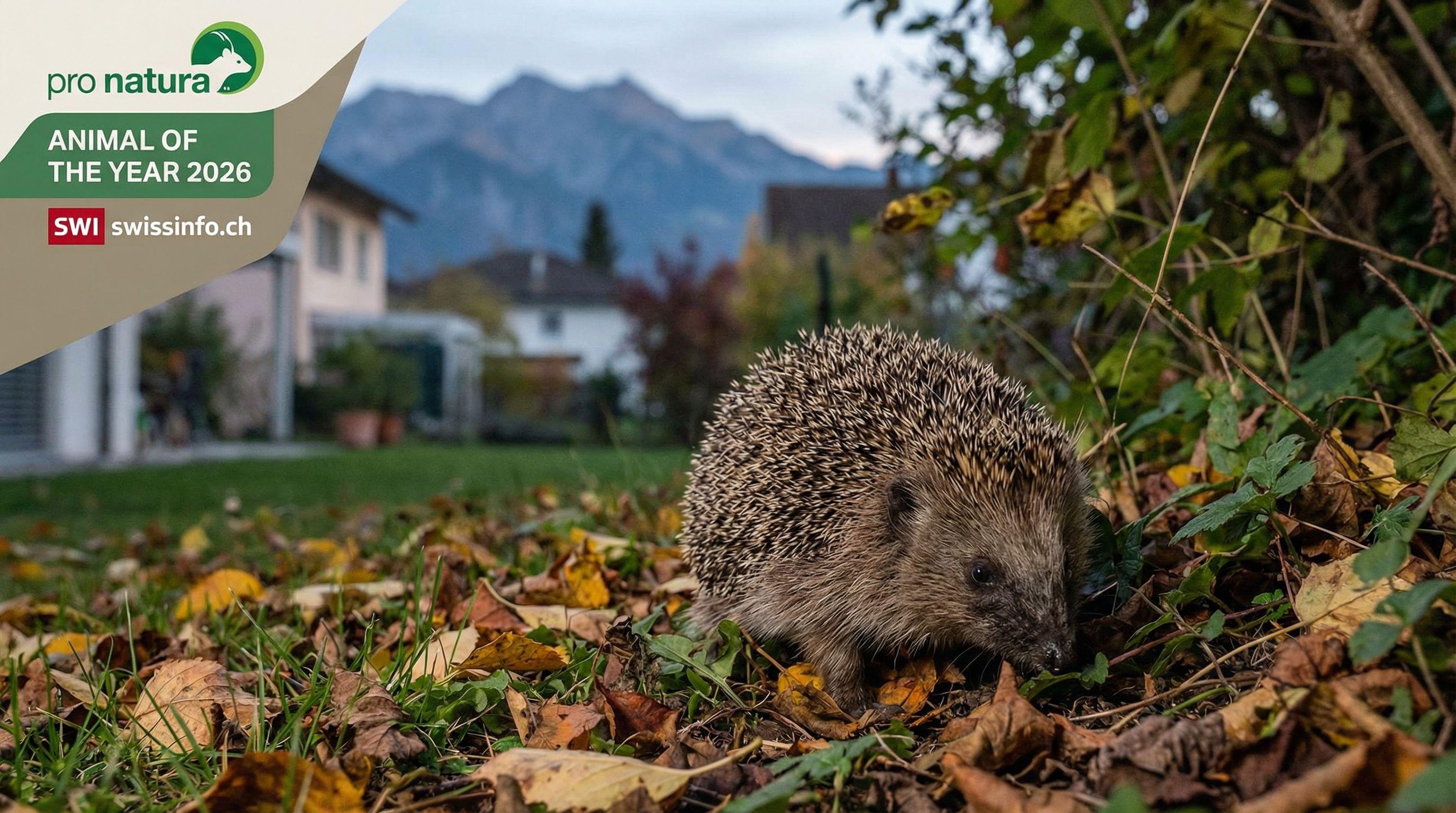Hedgehog Named Swiss Animal of the Year 2026 to Highlight Habitat Loss