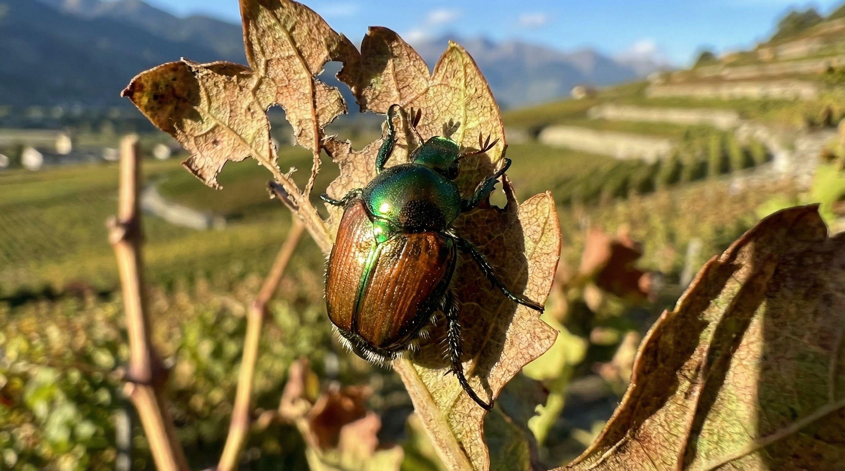 Japanese Beetle Alert: New Invasive Threat to Swiss Agriculture