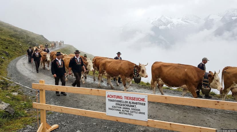 Lumpy-Skin Disease Disrupts Traditional Alpine Cattle Drives