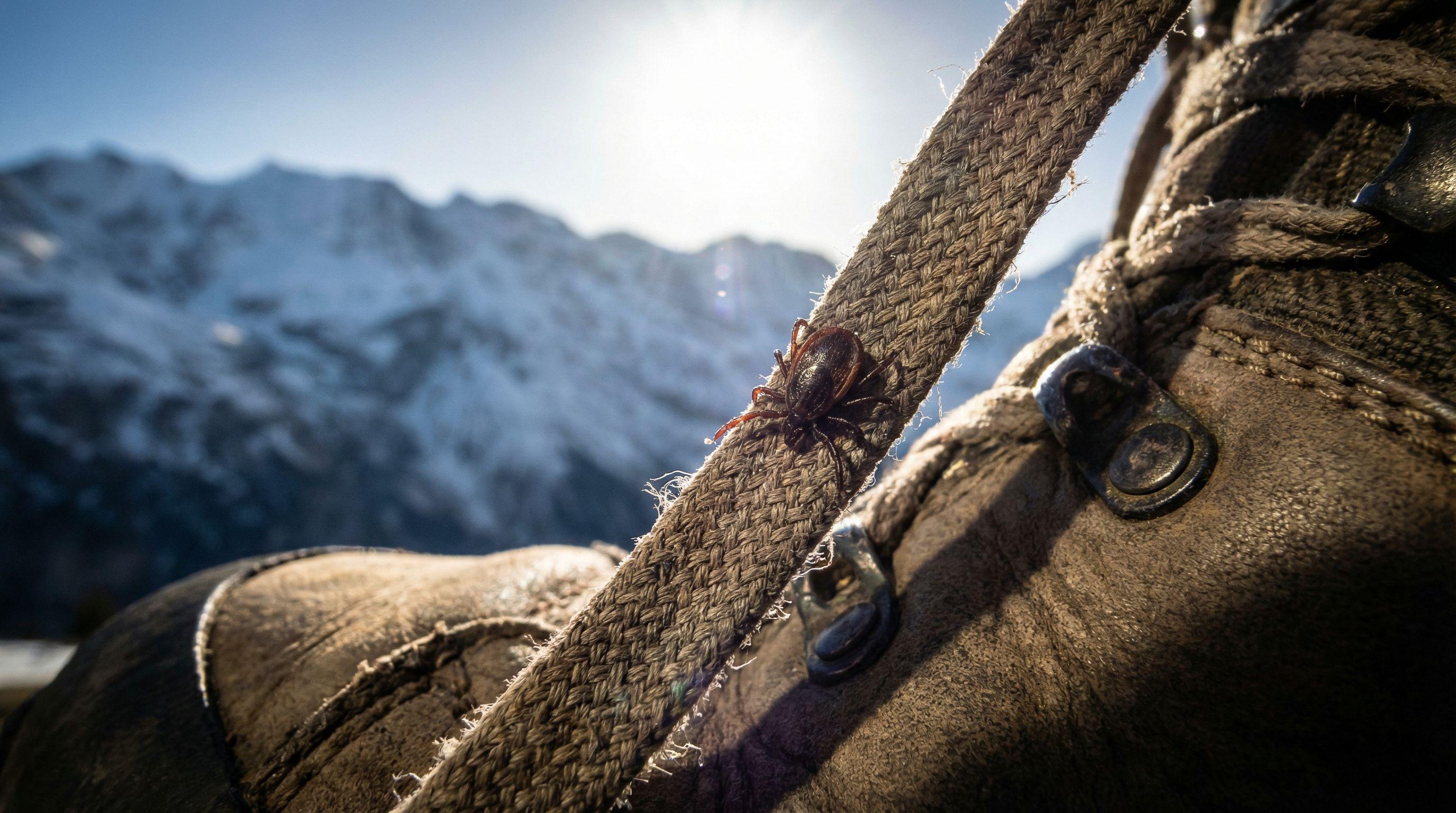 Rising Tick Threat in Swiss Alps Prompts Tourist Warning Debate