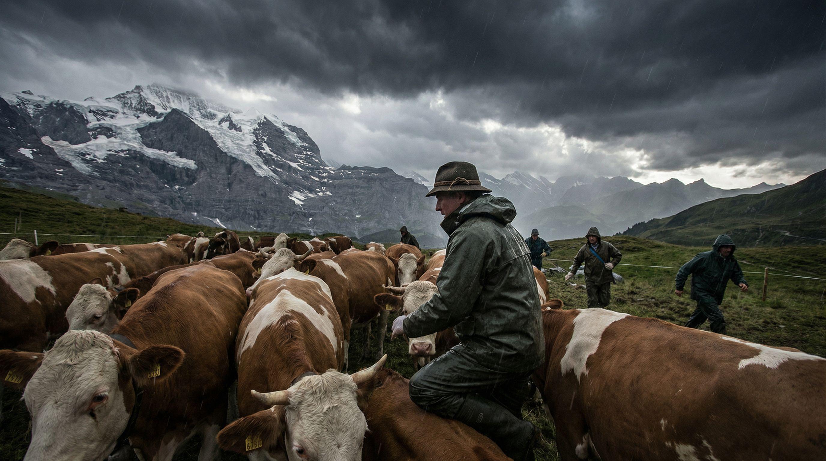 Switzerland Monitors Three Major Livestock Disease Threats