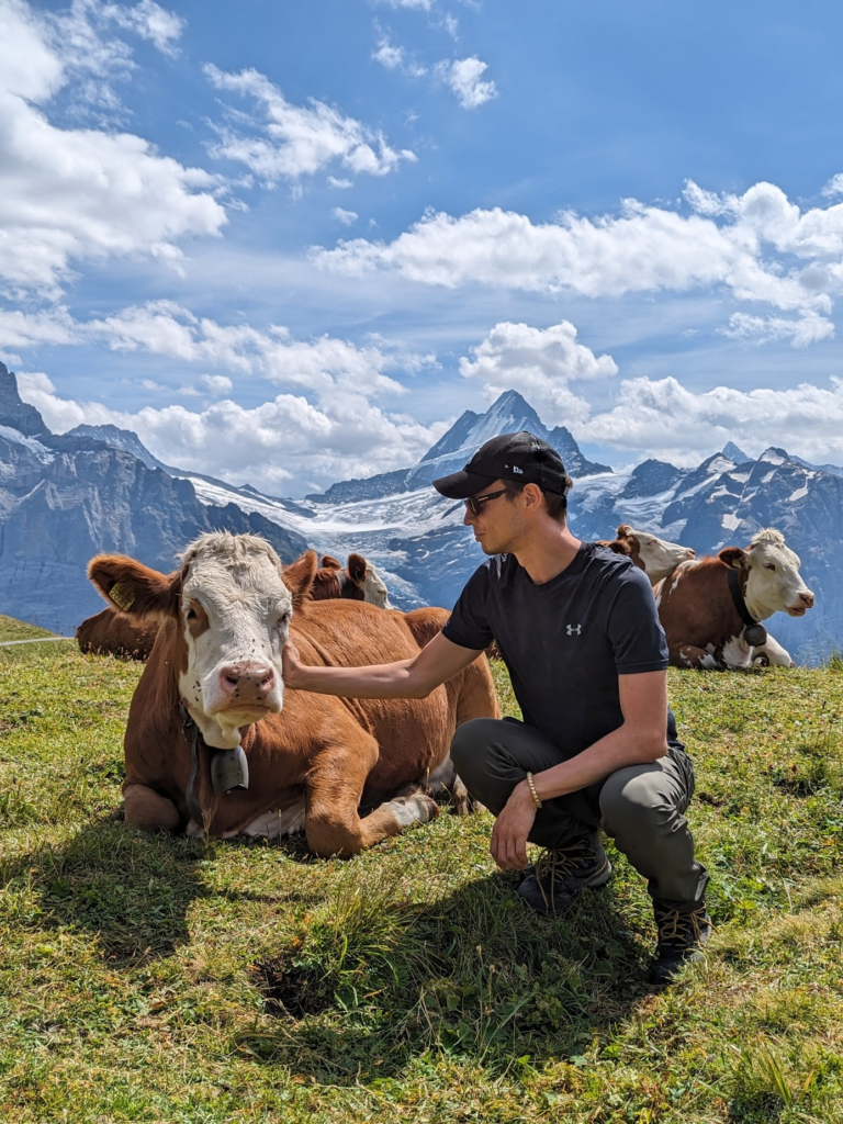 Swiss Observer team member on a Swiss hike touching a Swiss cow with a bell