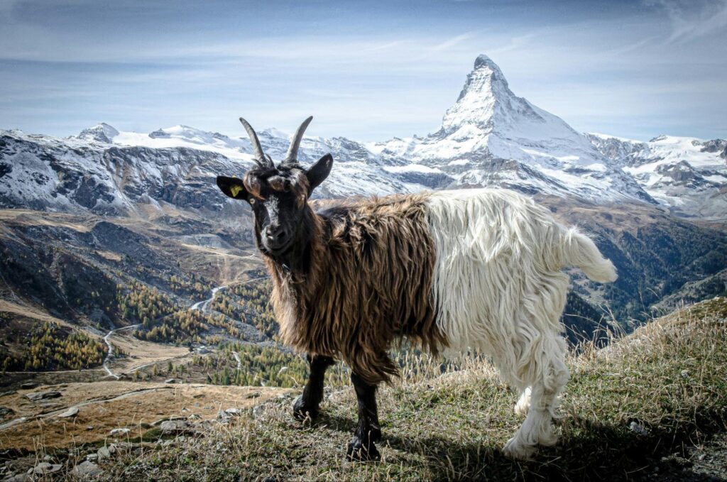 goat in matterhorn